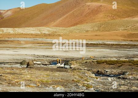 Vicunas trinken an einer warmen Quelle im Geysir-Feld El Tatio, Chile Stockfoto