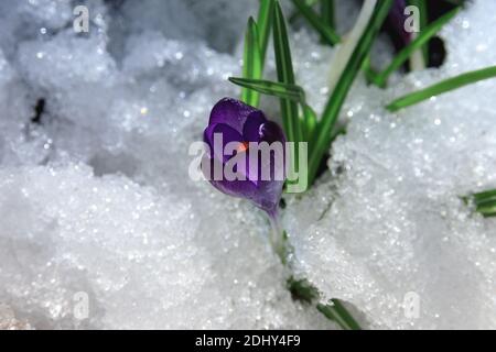 Schöne Frühling lila Blume Primrose in der Sonne auf dem Schnee am Morgen. Crocus botanische sprießen durch den Schnee an einem hellen sonnigen Morgen. B Stockfoto
