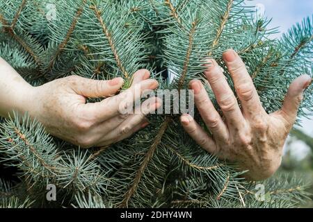 Ein älterer Mann hält einen kleinen Jungen Blue Christmas Tree in seine Hände. Alte Gärtner Umarmungen Fischgrat. Sprout Weihnachtsbaum in den Händen eines Stockfoto