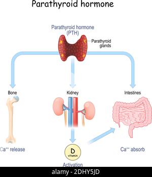 Parathyroid Hormon und Kalziumstoffwechsel. Parathormon oder Parathyrin (PTH), das Serumkalzium durch seine Auswirkungen auf Knochen, Nieren reguliert Stock Vektor