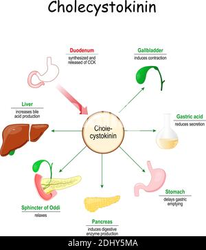 Auswirkungen von Cholecystokinin auf den Magen-Darm-Trakt. Cholecystokinin ist Hormon von Duodenum und Dünndarm Stock Vektor