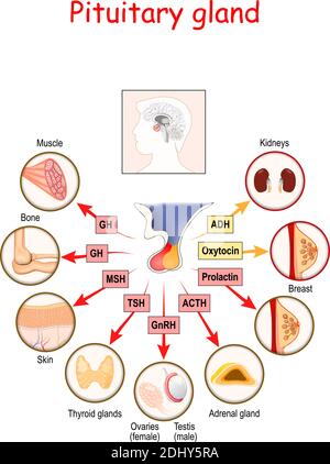 Hormone der Hypophyse. Die beiden Lappen, anterior und posterior, funktionieren als unabhängige Drüsen. Anatomie der Hypophyse. vektordiagramm Stock Vektor