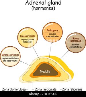 Hormone der Nebenniere. Beschriftetes Schema mit allen Hormontypen. Medizinisches Diagramm mit Querschnitt der Nahauflaufdrüse. Menschliches endokrines System Stock Vektor