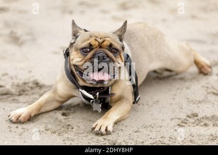 5-jähriger männlicher Franzose, der sich am Strand ausruhen kann Stockfoto