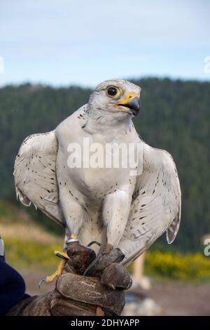 Schöner weißer Vogel in der Falknerei-Show Stockfoto