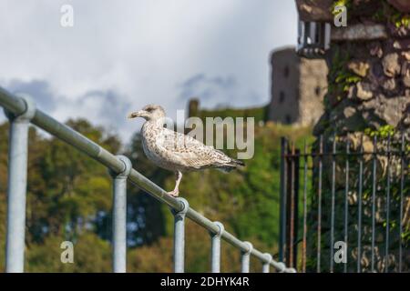 Möwe sitzt auf Geländer mit Burg im Hintergrund Stockfoto