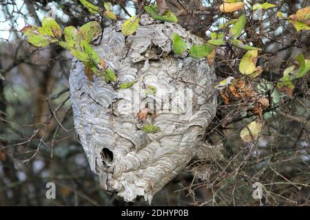 Eine große Hornissen nisten an einem Baumzweig Stockfoto