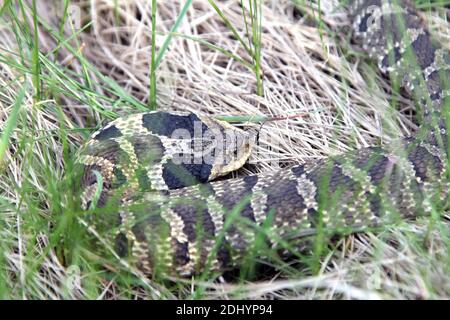 Eastern Hognose Snake, auch bekannt als Puff Adder, zeigt einen abgeflachten Kopf. Stockfoto