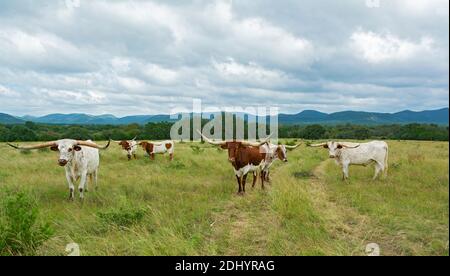Texas Hill Country, Longhorn Rinder (Bos taurus taurus) auf der Weide Stockfoto