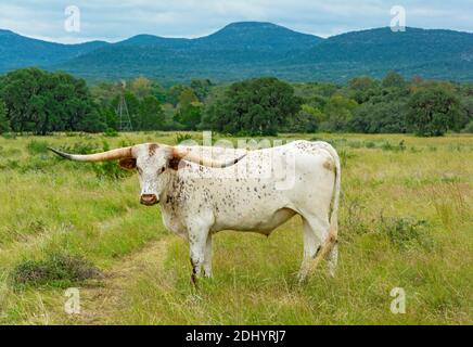 Texas Hill Country, Longhorn Rinder (Bos taurus taurus) auf der Weide Stockfoto