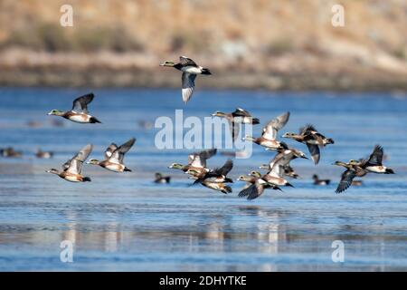 Enten fliegen über den San Diego River Stockfoto