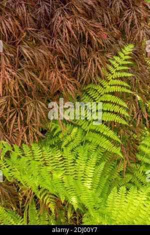 Issaquah, Washington, USA. Neuseeländischer Bronzeflachs (Phormium-Tenax 'Atropurpureum compactum') mit Lady Fern (Athyrium filix-femina). Stockfoto