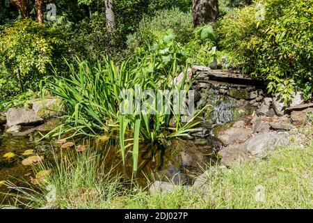 Issaquah, Washington, USA.. Fischteich mit zirkulierendem Wasser und Wasserpflanzen. Stockfoto