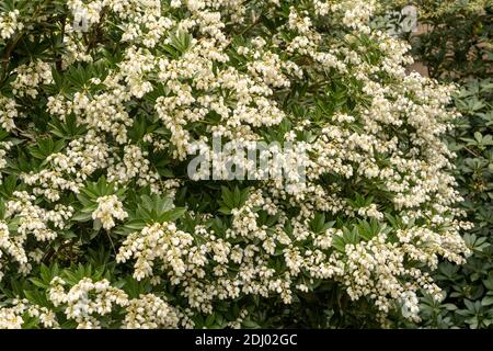 Issaquah, Washington, USA. Japonica oder Maiglöckchen (Pieris japonica) Strauch. Stockfoto