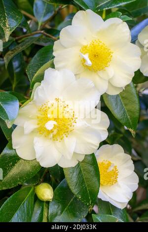 Issaquah, Washington, USA. Blühender Kamelienbusch (Camellia reticulata) Stockfoto