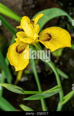 Issaquah, Washington, USA. Roy Davidson Iris Pflanze wächst in einem Teich. Stockfoto