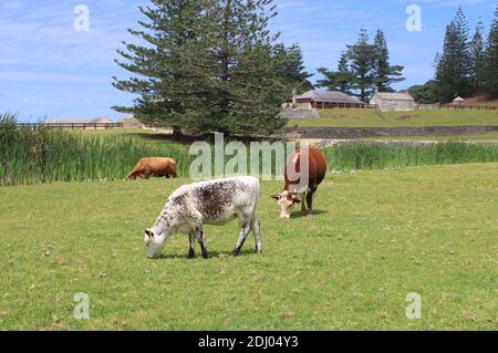 Norfolk Island, Australian External Territory, Kühe auf offener Weide im Weltkulturerbe Kingston. Stockfoto