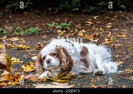 Issaquah, Washington, USA. Mandy, ein Cavalier König Charles Spaniel, auf ihrer Auffahrt im Herbst Stockfoto