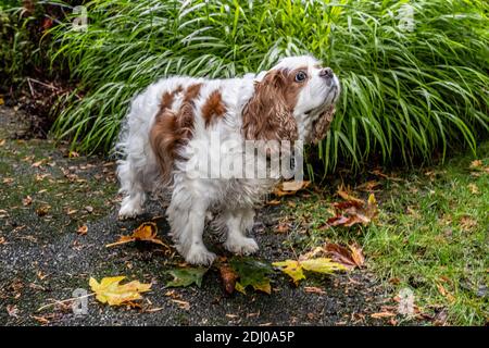 Issaquah, Washington, USA. Mandy, ein Cavalier König Charles Spaniel, auf ihrer Auffahrt im Herbst Stockfoto