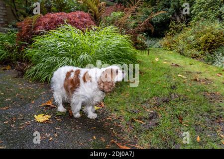 Issaquah, Washington, USA. Mandy, ein Cavalier König Charles Spaniel, auf ihrer Auffahrt im Herbst Stockfoto