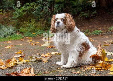 Issaquah, Washington, USA. Mandy, ein Cavalier König Charles Spaniel, auf ihrer Auffahrt im Herbst Stockfoto