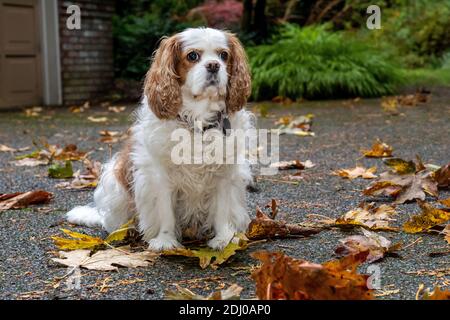 Issaquah, Washington, USA. Mandy, ein Cavalier König Charles Spaniel, auf ihrer Auffahrt im Herbst Stockfoto