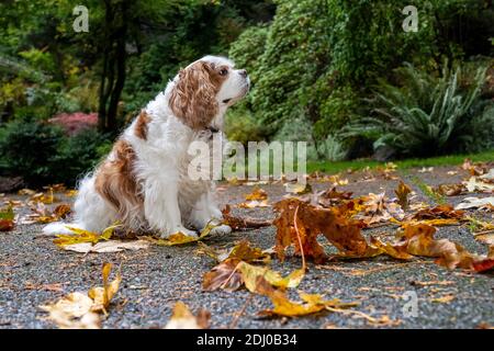 Issaquah, Washington, USA. Mandy, ein Cavalier König Charles Spaniel, auf ihrer Auffahrt im Herbst Stockfoto