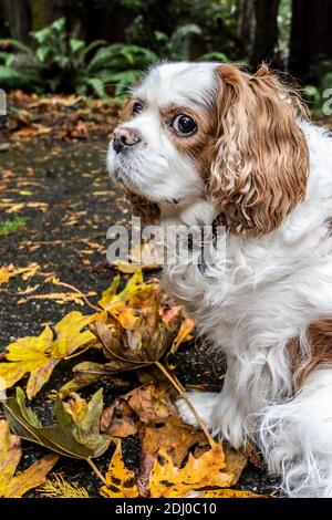 Issaquah, Washington, USA. Mandy, ein Cavalier König Charles Spaniel, auf ihrer Auffahrt im Herbst Stockfoto