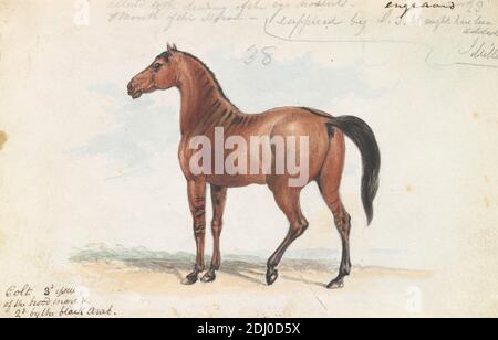 Colt Dritte Ausgabe von Brood Mare und zweite von The Black Arab, Charles Hamilton Smith, 1776–1859, Belgier, ca. 1837, Aquarell, Graphit, Stift und schwarze Tinte auf Medium, leicht strukturiert, Creme, Wove Papier, Blatt: 4 1/8 × 6 3/8 Zoll (10.5 × 16.2 cm), Tierkunst Stockfoto