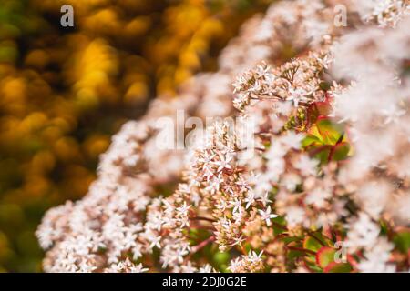 Herbst floralen Hintergrund, schöne Jadepflanzen in Blüte mit hellen goldenen Bokeh auf Hintergrund, sonniger Tag im Herbstgarten Stockfoto