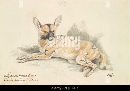 African Wild Dog, Charles Hamilton Smith, 1776–1859, Belgier, ca. 1837, Aquarell, Feder und schwarze Tinte, brauner in- und Graphit auf mäßig dickem, glattem, weißem, gewobeltem Papier, Blatt: 4 5/16 × 6 1/2 Zoll (11 × 16.5 cm), Tierkunst Stockfoto