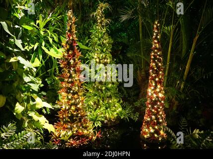 Schöner Weihnachtsbaum mit tropischen Pflanzen in einem Garten gemacht Stockfoto