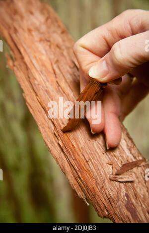 Issaquah, Washington, USA. Einen Streifen äußere Rinde von einem Stück westliche rote Zedernrinde schälen. Stockfoto