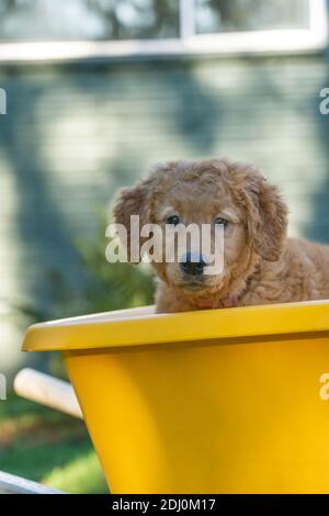 Issaquah, Washington, USA. Ahorn, ein 10 Wochen alter Red Golden Retreiver Welpe, der in einer Schubkarre sitzt. Stockfoto