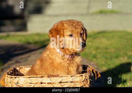 Issaquah, Washington, USA. Ahorn, ein 10 Wochen alter Red Golden Retreiver Welpe, der in einem Korb sitzt. Stockfoto