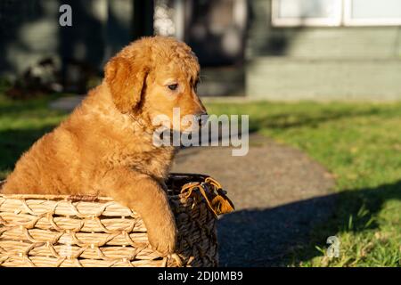 Issaquah, Washington, USA. Ahorn, ein 10 Wochen alter Red Golden Retreiver Welpe, der in einem Korb sitzt. Stockfoto