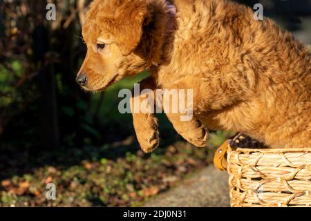 Issaquah, Washington, USA. Ahorn, ein 10 Wochen alter Red Golden Retreiver Welpe, der aus einem Korb springt. Stockfoto