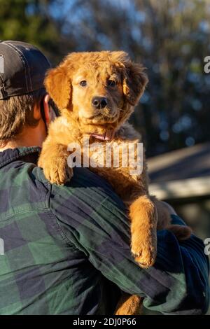 Issaquah, Washington, USA. Mann, der Ahorn trägt, ein 10 Wochen alter, rot-goldener Retreiver-Welpe. Stockfoto