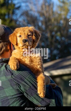 Issaquah, Washington, USA. Mann, der Ahorn trägt, ein 10 Wochen alter, rot-goldener Retreiver-Welpe. Stockfoto