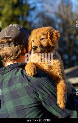 Issaquah, Washington, USA. Mann, der Ahorn trägt, ein 10 Wochen alter, rot-goldener Retreiver-Welpe. Stockfoto