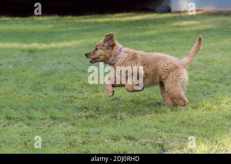 Issaquah, Washington, USA. Ahorn, eine 10 Wochen alte Red Golden Retreiver Welpe, die in ihrem Garten läuft und spielt. Stockfoto