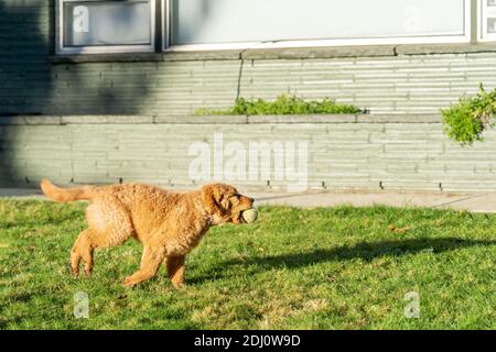 Issaquah, Washington, USA. Ahorn, eine 10 Wochen alte Red Golden Retreiver Welpe, die in ihrem Garten läuft und spielt. Stockfoto