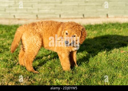 Issaquah, Washington, USA. Ahorn, ein 10 Wochen alter Red Golden Retreiver Welpe, der auf Stöcken kaut. Stockfoto