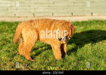 Issaquah, Washington, USA. Ahorn, ein 10 Wochen alter Red Golden Retreiver Welpe, der auf Stöcken kaut. Stockfoto