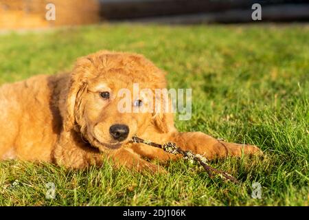 Issaquah, Washington, USA. Ahorn, ein 10 Wochen alter Red Golden Retreiver Welpe, der auf Stöcken kaut. Stockfoto