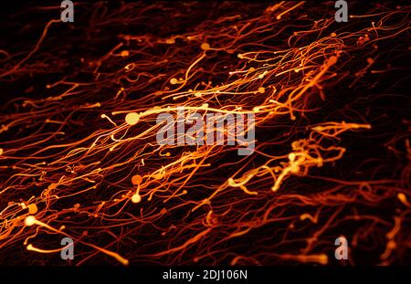 Abstrakte Fotografie von brennenden roten und orangen Filamenten auf einem Schwarzer Hintergrund Stockfoto