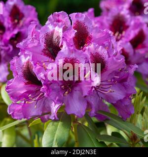 Rhododendron Hybrid Orakel Rhododendron Hybride Stockfoto