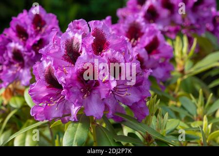 Rhododendron Hybrid Orakel Rhododendron Hybride Stockfoto