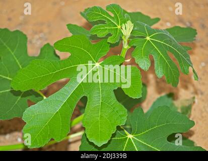 Die grünen Blätter eines Feigenbaums, die in populär gemacht sind Die biblische Geschichte von Adam und Eva Stockfoto