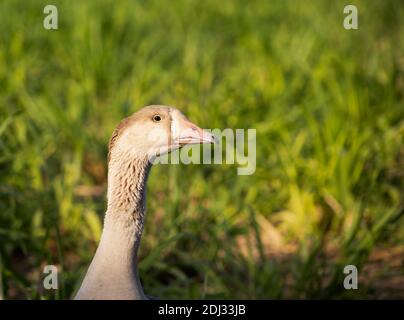 Eine Gans, die auf dem Grasfeld auf einem Bauernhof steht In den Vereinigten Arabischen Emiraten Stockfoto